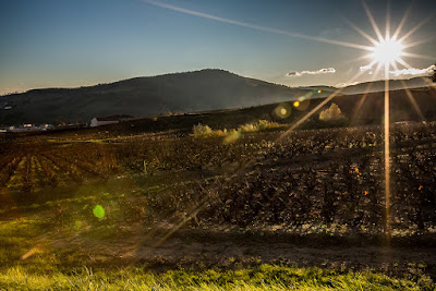 Domaine Franck Juillard à Juliénas
