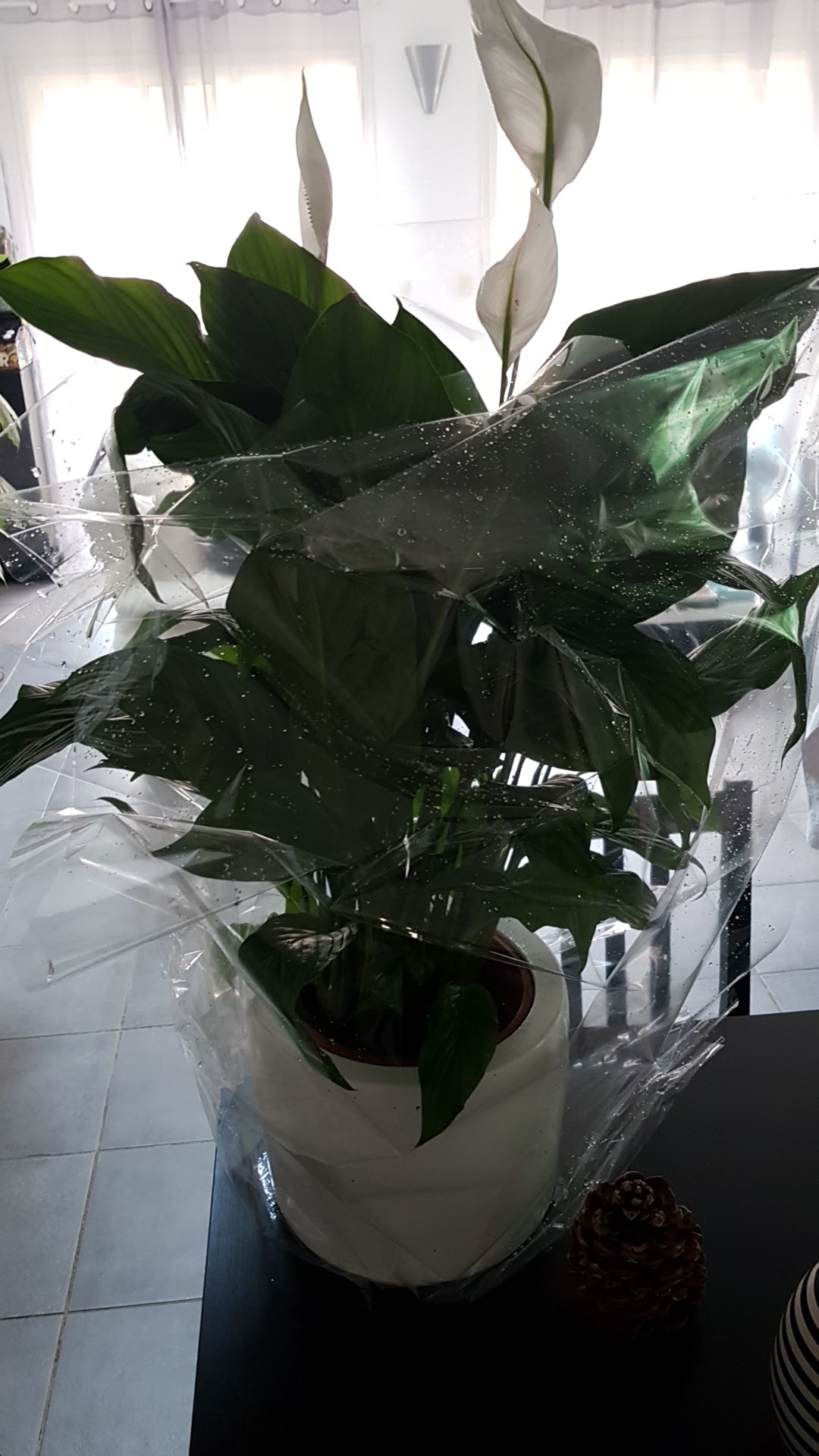 Photo n° 1 de l'avis de faustine. fait le 14/05/2018 à 15:42