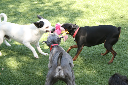 Pet Boarding Service «Ohana Pet Resort», reviews and photos, 25 N Grove St, Merritt Island, FL 32953, USA