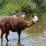 Photo n°1 de l'avis de Valeria.o fait le 26/07/2023 à 18:10 sur le  Oasi Fiume Alento à Prignano Cilento