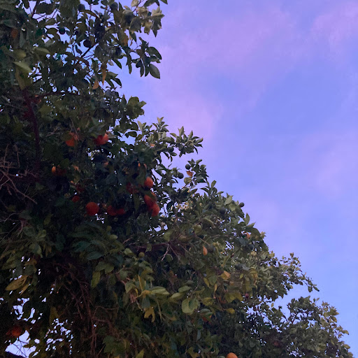 Park «Loma Linda Park», reviews and photos, 400 E Loma Linda Blvd, Goodyear, AZ 85338, USA