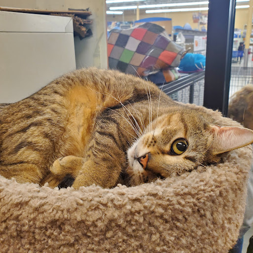 Pet Supply Store «PetSmart», reviews and photos, 5900 Carlisle Pike, Mechanicsburg, PA 17050, USA