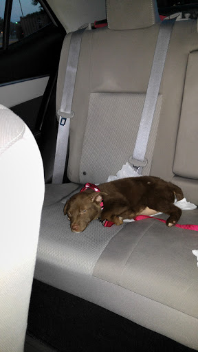 Pet Supply Store «Pet Supplies Plus», reviews and photos, 1031 Northwest Hwy, Garland, TX 75041, USA