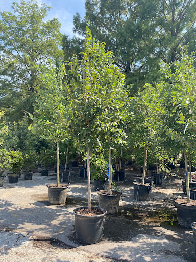 Landscaping Supply Store «Kirkwood Gardens», reviews and photos, 2701 Barrett Station Rd, Ballwin, MO 63021, USA