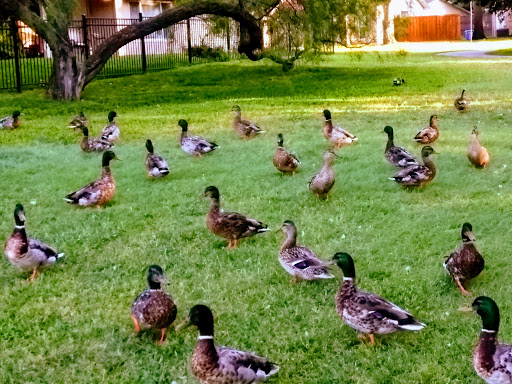 Park «Duck Pond Park», reviews and photos, 400 E Bethel School Rd, Coppell, TX 75019, USA