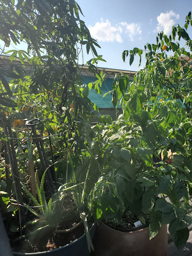 Florist «Little Brook Orchids», reviews and photos, 25 Rider Ave, Lancaster, PA 17603, USA