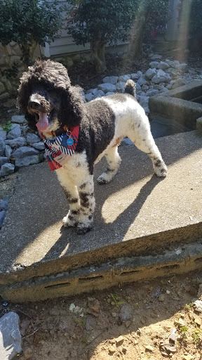 Pet Supply Store «PetSmart», reviews and photos, 3780 Riverchase Village #300, Hoover, AL 35244, USA