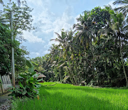 SACRED RICE by Chef James Tan photo