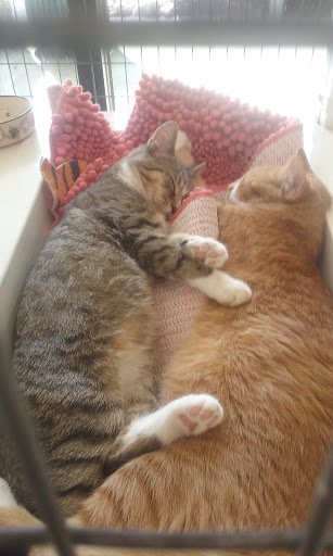 Pet Supply Store «Pet Supplies Plus», reviews and photos, 1235 Western Ave #6, Albany, NY 12203, USA