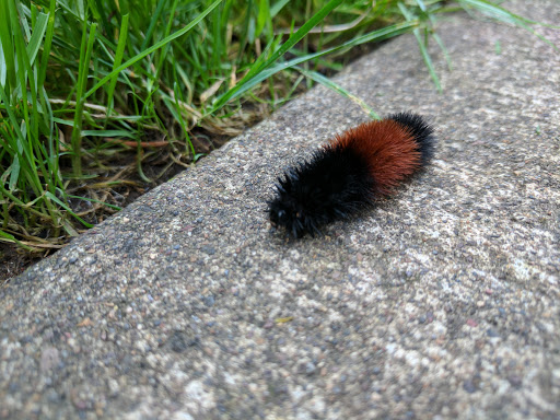 RV Park «Shamrock Village RV Park», reviews and photos, 4531 Franklin Blvd, Eugene, OR 97403, USA