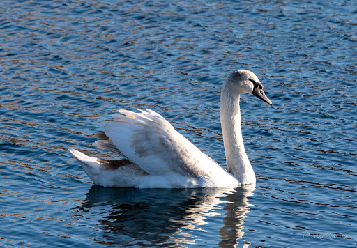 Park «Bush Terminal Piers Park», reviews and photos, Marginal St. & 43rd Street, Brooklyn, NY 11232, USA
