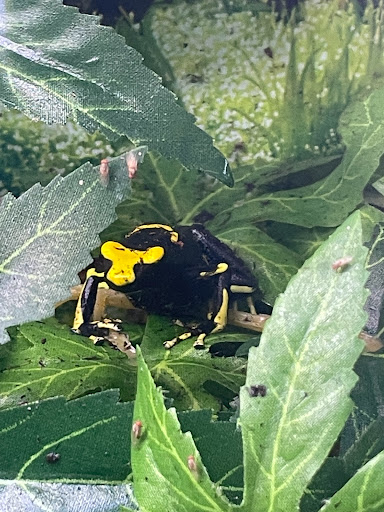 Pet Store «Birds & Beasts Pet Shop», reviews and photos, 35 Berkshire Dr # 18, Crystal Lake, IL 60014, USA