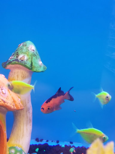 Pet Supply Store «PetSmart», reviews and photos, 11945 Central Ave, Chino, CA 91710, USA