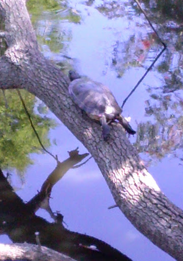 Park «George C. McGough Nature Park - The Narrows», reviews and photos, 11901 146th St N, Largo, FL 33774, USA