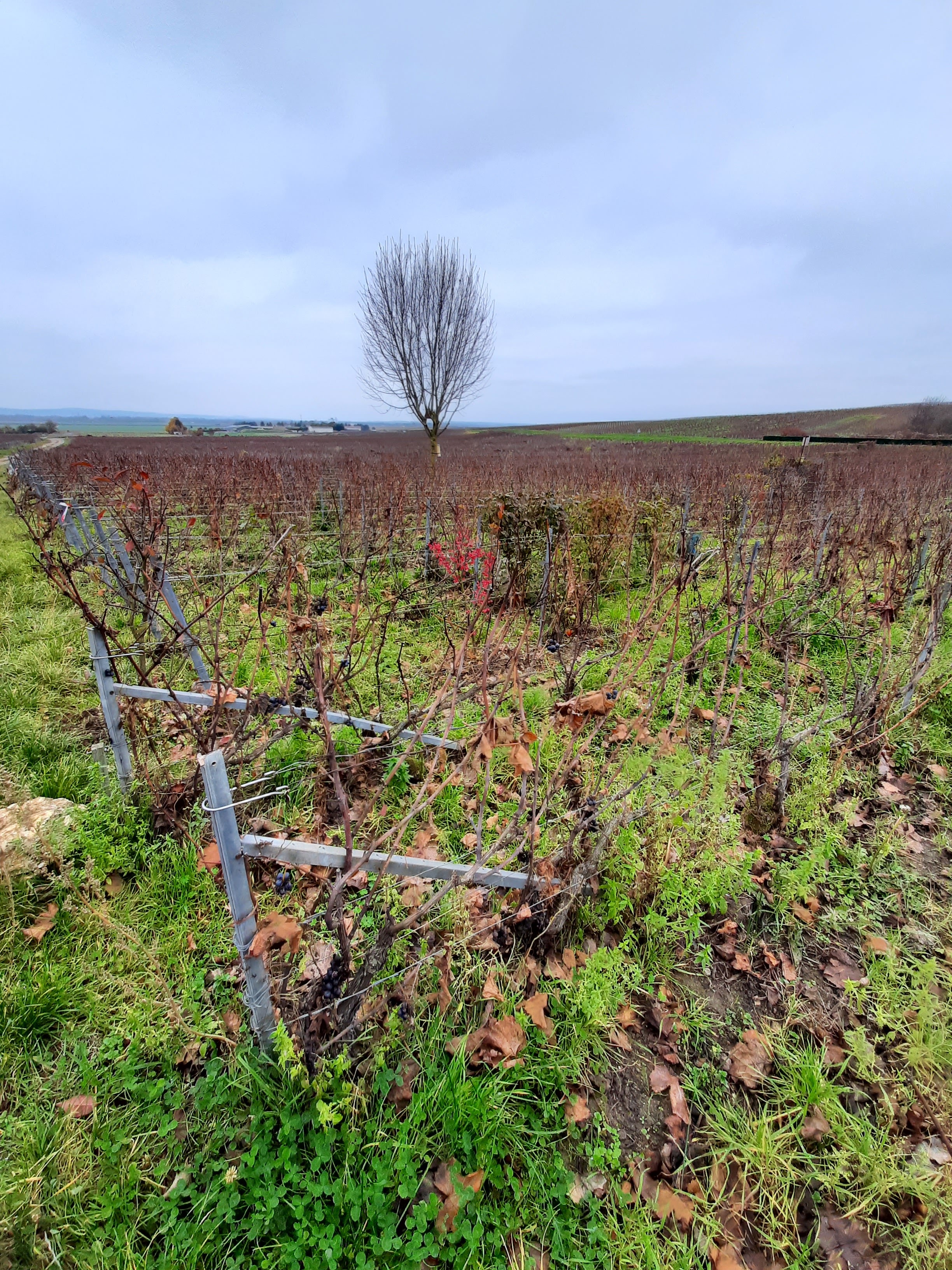 Photo n° 46 de l'avis de Stefano.a fait le 15/11/2021 à 18:24