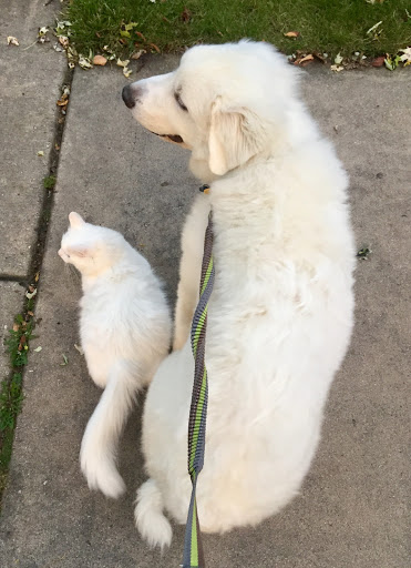 Pet Supply Store «Pet Supplies Plus», reviews and photos, 67 W Golf Rd, Arlington Heights, IL 60005, USA