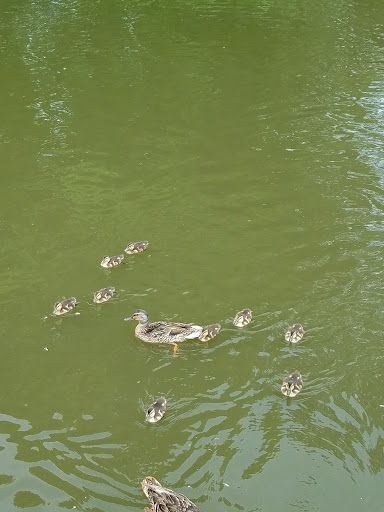 Winery «Fly Creek Cider Mill & Orchard», reviews and photos, 288 Goose St, Fly Creek, NY 13337, USA