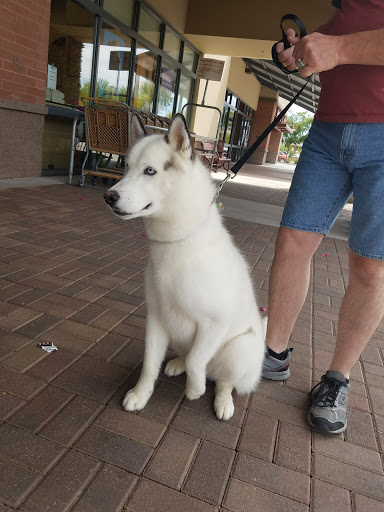 Pet Supply Store «Petco Animal Supplies», reviews and photos, 21178 E Ocotillo Rd, Queen Creek, AZ 85142, USA