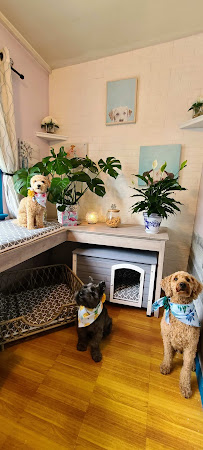 Home Away From Home Pet Services - Photo 5 - Car repair in Newark, NJ, Newark
