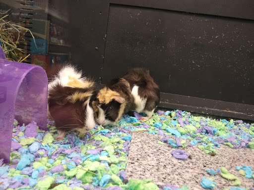 Pet Supply Store «PetSmart», reviews and photos, 9970 Sowder Village Square, Manassas, VA 20109, USA