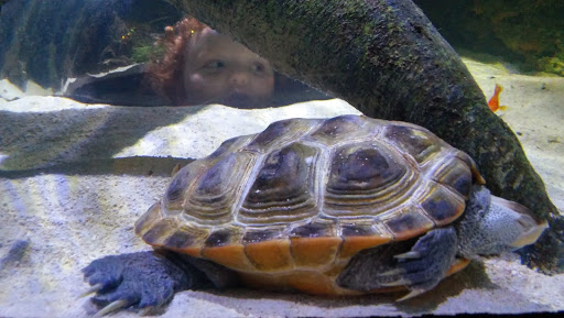 Aquarium «SEA LIFE Charlotte-Concord Aquarium», reviews and photos, 8111 Concord Mills Boulevard, Concord, NC 28027, USA