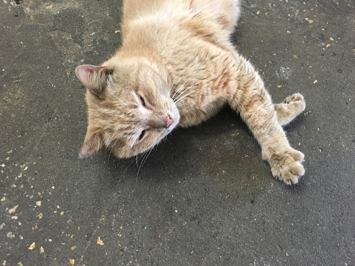 Auto Body Shop «Running Great Automotive», reviews and photos, 14513 N Nebraska Ave, Tampa, FL 33613, USA