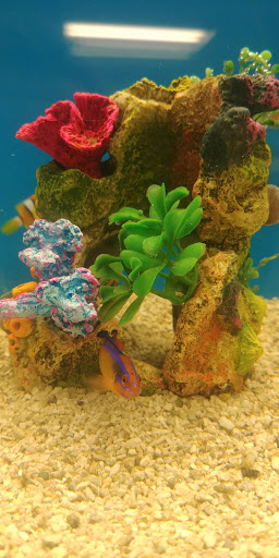 Pet Supply Store «Petco Animal Supplies», reviews and photos, 8775 SW Tualatin-Sherwood Rd, Tualatin, OR 97062, USA