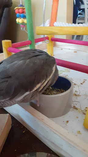 Pet Supply Store «Pet World», reviews and photos, 6527 Centralia Rd, Chesterfield, VA 23832, USA