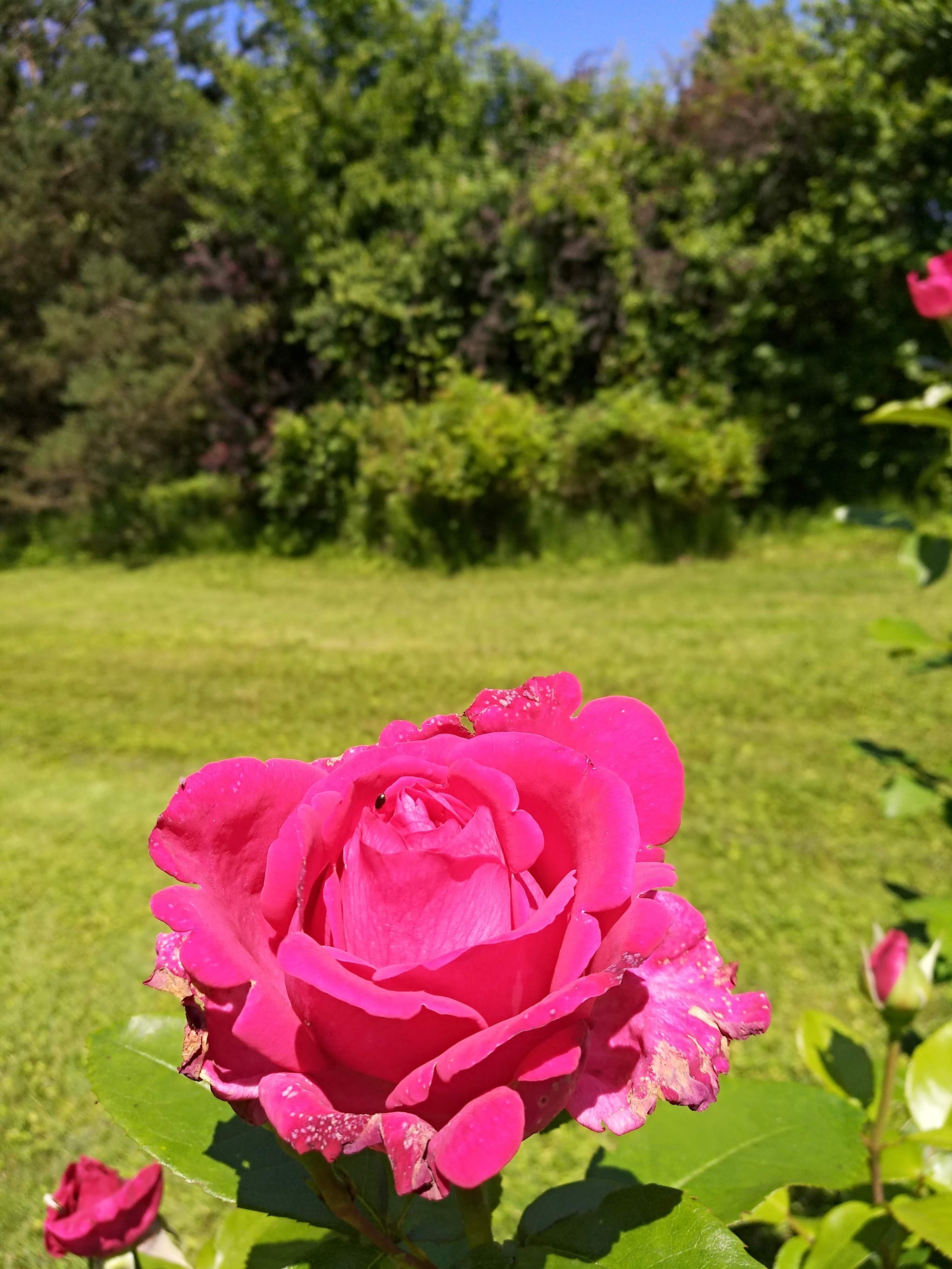 Photo n° 22 de l'avis de Ronald.o fait le 28/06/2018 à 17:08