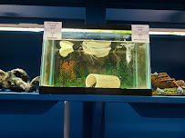 Jungle Aquatics - Photo 4 - Car repair in Virginia Beach, VA, Virginia Beach