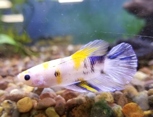 Tropical Fish Store «Aquatic Dog», reviews and photos, 7429 E Iliff Ave, Denver, CO 80231, USA
