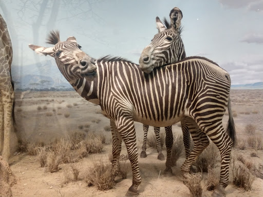 Art Museum «Carnegie Museum of Art», reviews and photos, 4400 Forbes Ave, Pittsburgh, PA 15213, USA