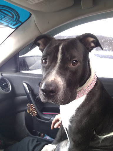 Pet Supply Store «Petco Animal Supplies», reviews and photos, 420 Harry L Dr #2, Johnson City, NY 13790, USA