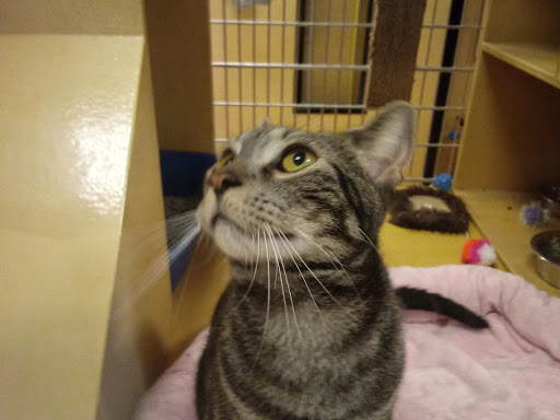 Pet Supply Store «PetSmart», reviews and photos, 1232 Hooper Ave, Toms River, NJ 08753, USA