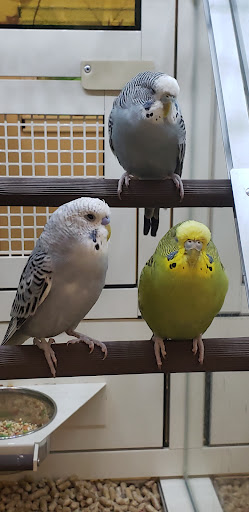 Pet Supply Store «PetSmart», reviews and photos, 5 Mystic View Rd, Everett, MA 02149, USA