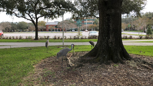 Book Store «USF Bookstore Literary Cafe», reviews and photos, 4105 USF Cedar Dr, Tampa, FL 33620, USA