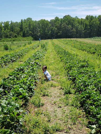 Produce Market «Mt Olympus Berry Farm», reviews and photos, 23298 Jefferson Davis Hwy, Ruther Glen, VA 22546, USA