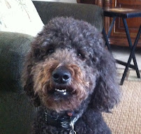 It's Raining Cats and Dogs Pet Sitters - Photo 3 - Car repair in , West Palm Beach