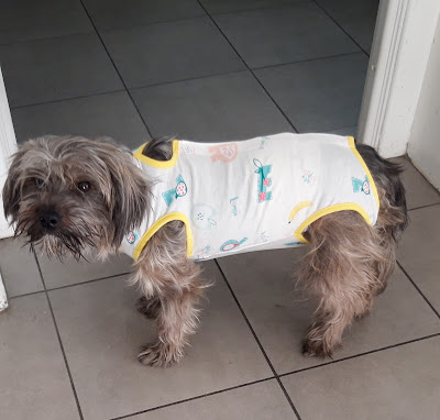 CLINIQUE VETERINAIRE NOTRE-DAME LENS à Lens