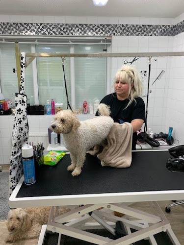 Doggy Day Care and Grooming Swindon Ltd - Swindon