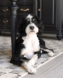 Bark - Photo 5 - Car repair in , Scottsdale