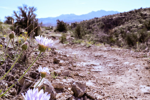 Hiking Area «Monolith Garden Trail», reviews and photos, Metwell Dr, Kingman, AZ 86401, USA