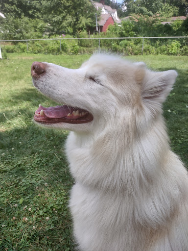 Pet Supply Store «Pet Supplies Plus», reviews and photos, 3100 Manchester Rd, Akron, OH 44319, USA