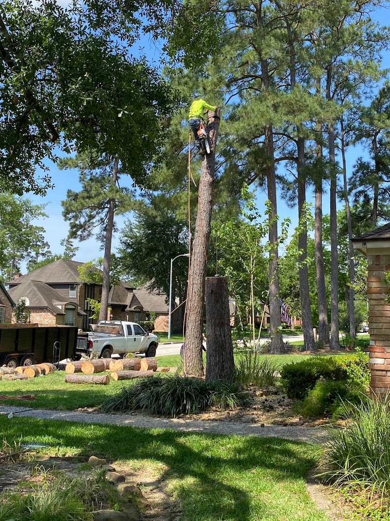 Highpoint Tree Care | Tree Service & Tree Removal Houston
