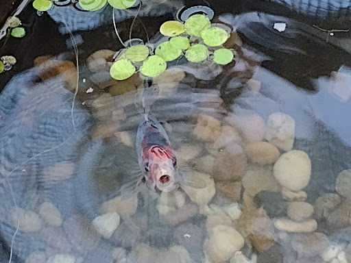 Pet Supply Store «Mini Pet Mart», reviews and photos, 1609 Virginia Ave, North Bend, OR 97459, USA