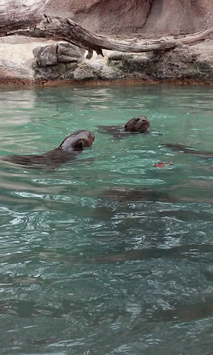 Park «Larry and Penny Thompson Park», reviews and photos, 12451 SW 184th St, Miami, FL 33177, USA