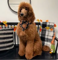 My Lovely Pet Services & Spa - Car repair in Lehigh Acres, FL, Lehigh Acres - Rated 4.8/5