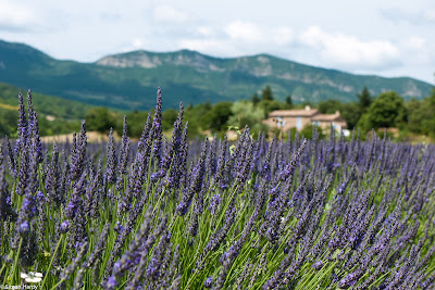 So Provence, So Alps ! à Marseille