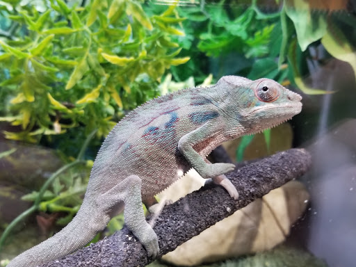 Pet Store «Paws Natural Pet Emporium», reviews and photos, 8551 W Gage Blvd, Kennewick, WA 99336, USA