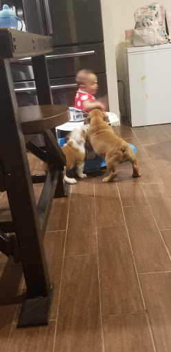 Pet Supply Store «Pet Supplies Plus», reviews and photos, 1031 Northwest Hwy, Garland, TX 75041, USA